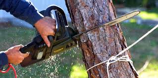 How Our Tree Care Process Works  in  Wilmington, NC